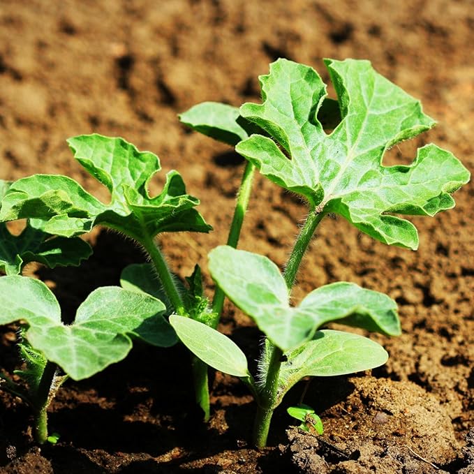 Seed Needs Watermelon Seeds for Planting Fruits - Non-GMO Heirloom & Untreated Water Melon Seed to Plant an Outdoor Home Grown Garden - Collection/Seed Kit (3 Packs)