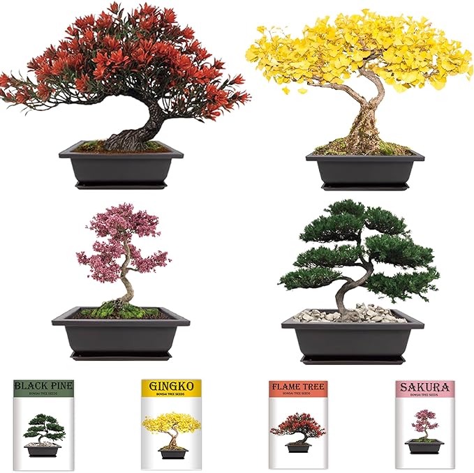 Bonsai Garden Starter Kit, 4 Seeds Growing into Sakura, Ginkgo, Black Pine, Red Flame, Including Complete Gardening Tools & A Wooden Box with Cover, Christmas Gifts for Men Women Beginners
