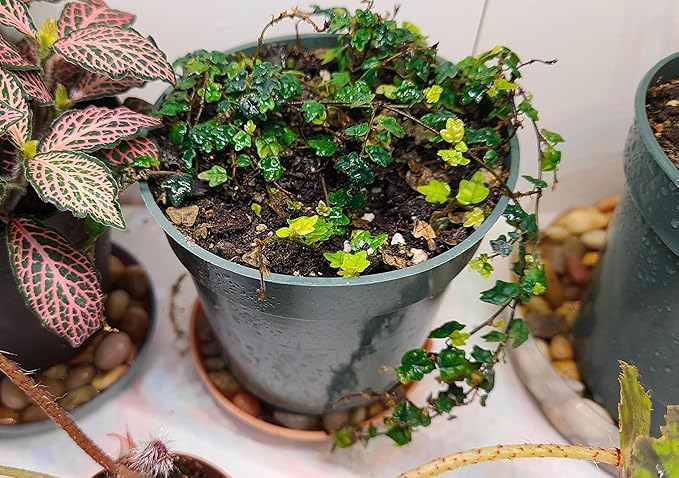 Ficus Pumila Quercifolia | 20 Live Plants | Oak Leaf Creeping Fig, Easy-Care Indoor/Outdoor Trailing Vine Plant, Perfect for Walls and Ground Cover