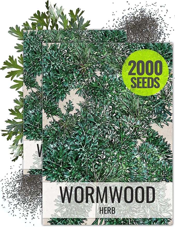 Seed Needs Wormwood Seeds for Planting - Non-GMO, Heirloom & Untreated Perennial Herb - Medicinal Herbs for Digestion & Gut Health (2 Packs)