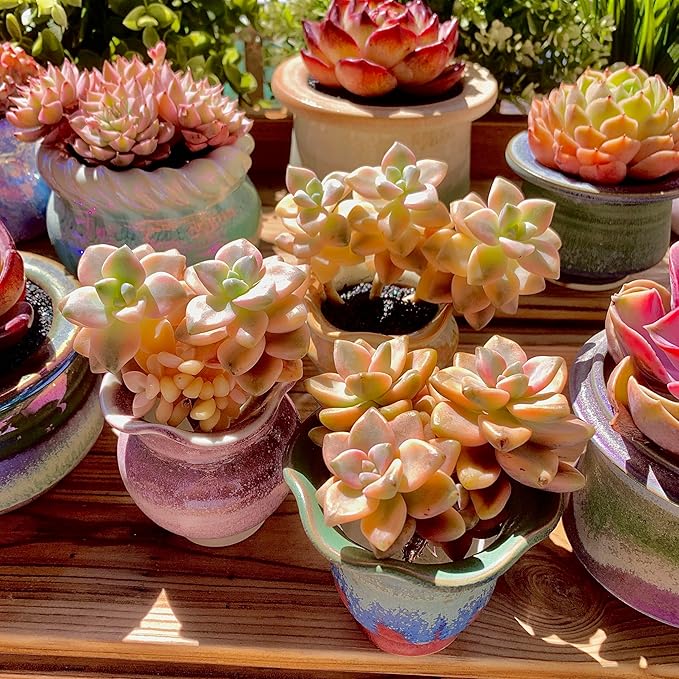 FWPP,Succulents Plants Live Graptoveria Paraguayense Bernalense Variegated, 2-3 Heads 4", Bare Root Without Pot Soil, Garden Indoor Office Desk, Wedding Baby Shower Decoration, Friend Lovers Gifts