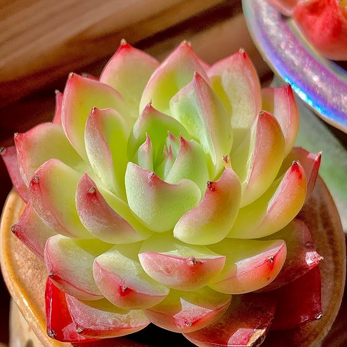 Echeveria Crystal Rose Rare Live Succulent Plants, Mini Pink 1 Head 2" Live Plant,Bare Root Without Pot Soil,Garden Indoor Office Desk Wedding Party Baby Shower Decoration, Friend Plant Lovers Gifts
