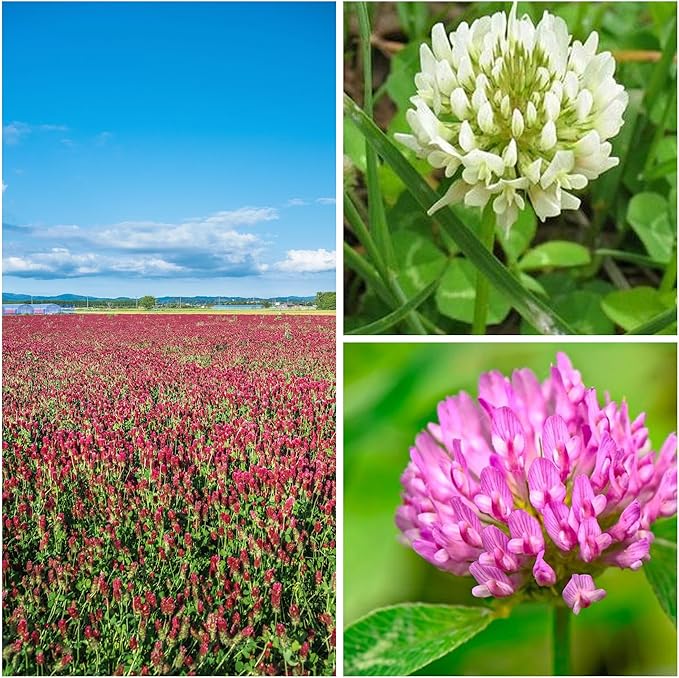 Clover Trio Seed Blend – Premium 1 Lb ~179,200 Seeds – Red, White & Crimson Clover – Cover Crop & Soil Enrichment Mix
