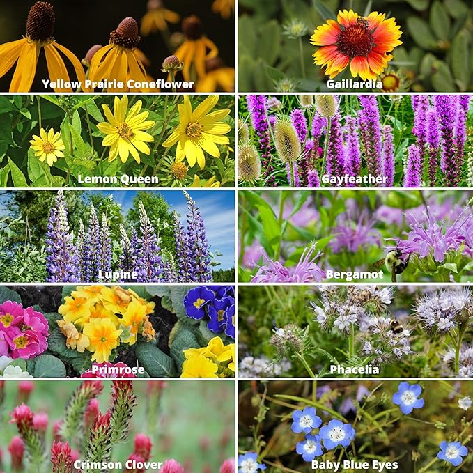 Wildflower Seeds Bulk, 2 Oz. 80,000+ Seeds – Save The Bees Mix with 19 Non-GMO Varieties – Bee Friendly & Pollinator Wildflower Seed for Planting