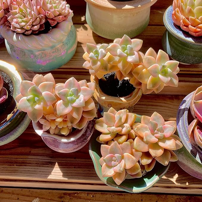 FWPP,Succulents Plants Live Graptoveria Paraguayense Bernalense Variegated, 2-3 Heads 4", Bare Root Without Pot Soil, Garden Indoor Office Desk, Wedding Baby Shower Decoration, Friend Lovers Gifts