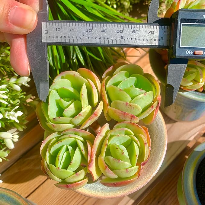 FWPP Live Succulents Plants Echeveria Peach Pride 3 inches,Rare Succulents Bare Root Without Pot Soil, Live Plants Indoor Office Decoration Wedding and Gift