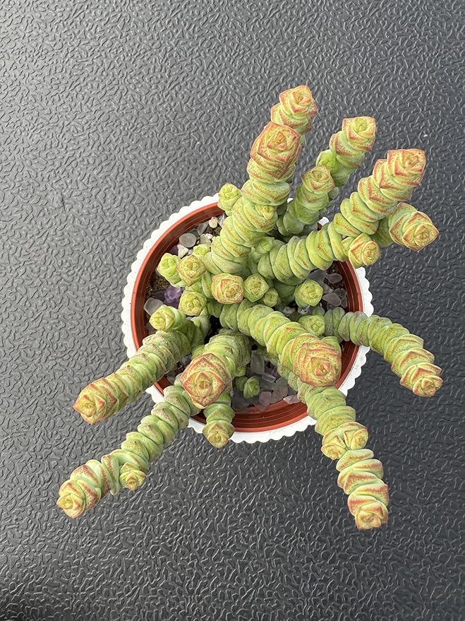 4" String of Buttons in White Stripe Pot, Live Crassula 'Baby's Necklace' Trailing Succulent, Rare House Plant for Home Office Wedding Hanging Decoration, DIY Projects, Party Favor