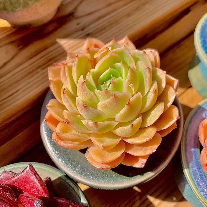 Echeveria Onslow Rare Live Succulent Plants, Orange 1 Head 2.5" Live Plant, Package Without Pot & Soil, Garden Indoor Office Desk, Wedding Party Baby Shower Decoration, Friend Plant Lovers Gifts