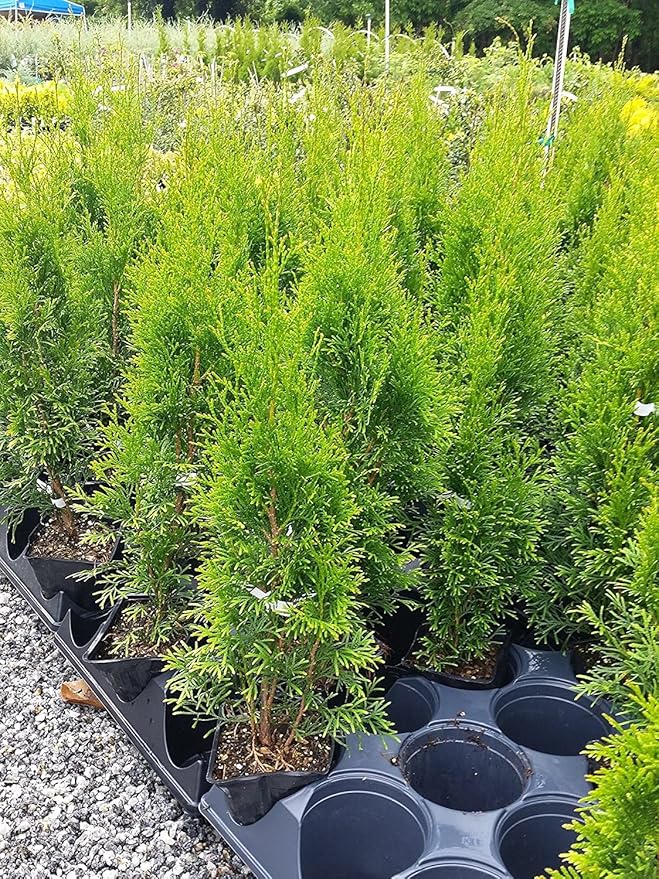 (4) - Emerald Green Arborvitae (Thuja) - Live Plant - (1 QT) (4 Live Plants)