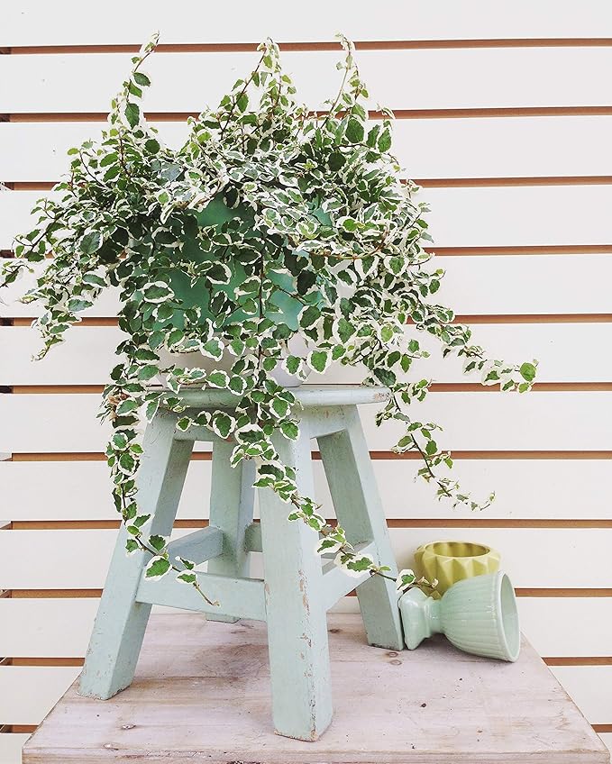 Variegated Creeping Fig Vine - Ficus Pumila Variegata - 20 Live Fully Rooted 2 Inch Plants - Climbing Ivy