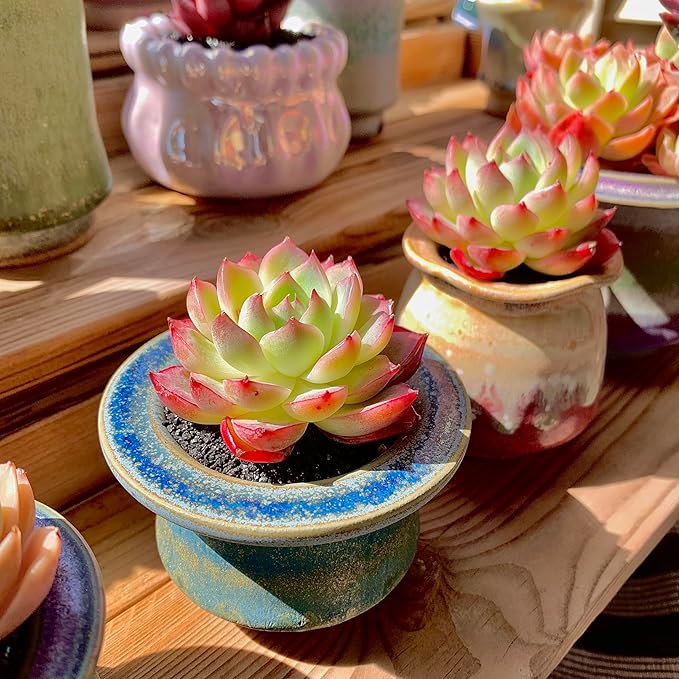 Echeveria Crystal Rose Rare Live Succulent Plants, Mini Pink 1 Head 2" Live Plant,Bare Root Without Pot Soil,Garden Indoor Office Desk Wedding Party Baby Shower Decoration, Friend Plant Lovers Gifts
