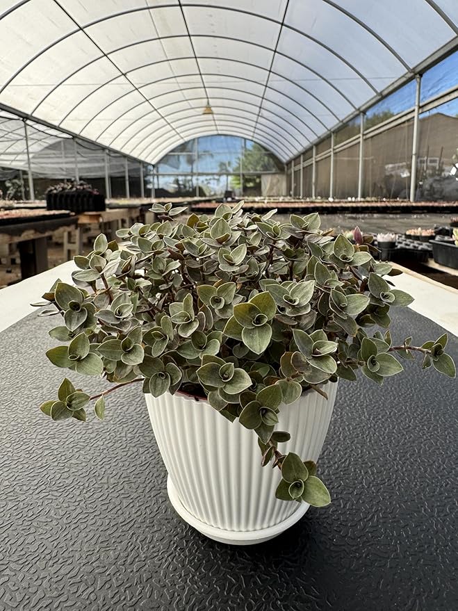 Turtle Vine with White Stripe Pot, Live Callisia Repens Sedum Succulent in 4" Pot, House Plant Home Office Wedding Decoration DIY Projects Party Favor
