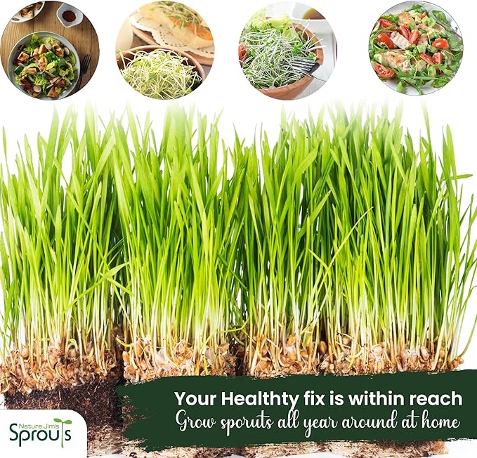 Nature Jims Sprouts Wheat Grass Seeds – Non-GMO Organic Seeds for Planting, Cat Grass Kit Planter & Sprouting –Resealable Bag for Fresh Wheatgrass Sprouts – Packed with Vitamins, Fiber & Minerals–16oz