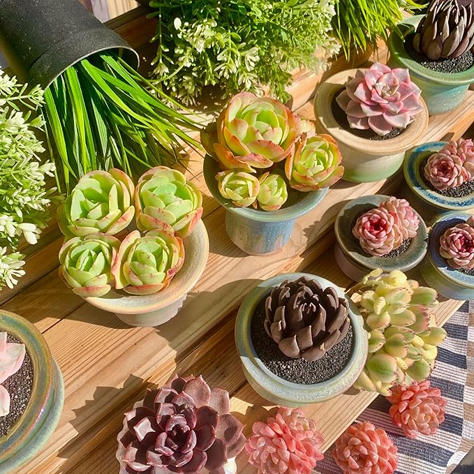 FWPP Live Succulents Plants Echeveria Peach Pride 3 inches,Rare Succulents Bare Root Without Pot Soil, Live Plants Indoor Office Decoration Wedding and Gift