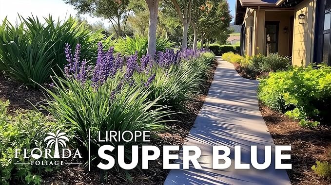 Super Blue | 20 Live Plants | Liriope Muscari | Ground Cover Plant, Ornamental Grass, Drought Tolerant, Low Maintenance, Evergreen Foliage, Purple Flower Spikes, Shade Garden Favorite, Easy to Grow
