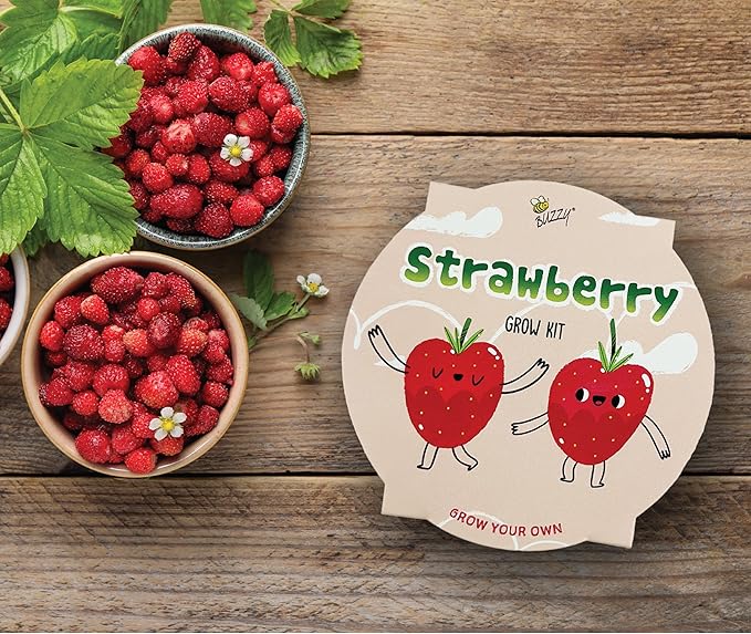 BUZZY Seeds Sage Green Painted Basin Strawberry Grow Kit, Indoor Fruit Plant Starter for Kids and Adults, Fun DIY Gardening Gift, Grow Your Own Snack, Party Favor or Holiday Present