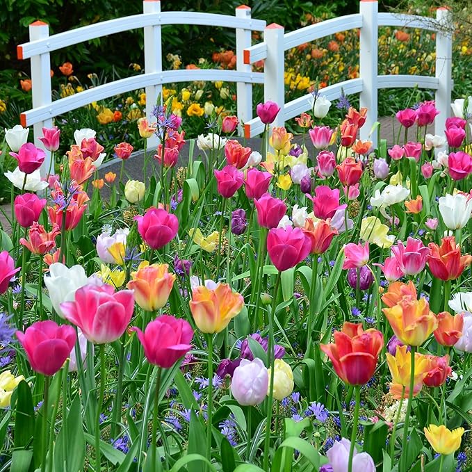 Peony-Style Double Bloom Tulips-10 Bulbs–Red, Pink, White, Yellow & Orange Premium Flowers | Late Blooming Spring Perennials for Gardens & Containers – Zones 3–8 (10 Colorful Mixed Tulip Collection)