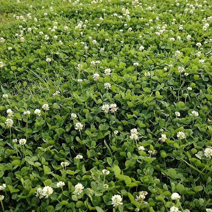 Outsidepride Perennial White Dutch Clover Seed - 2 lbs. Nitrocoated, Inoculated Clover Seeds for Lawn Alternative, Erosion Control, Food Plots, Ground Cover, & Pasture Mixtures in USDA Zones 3-10