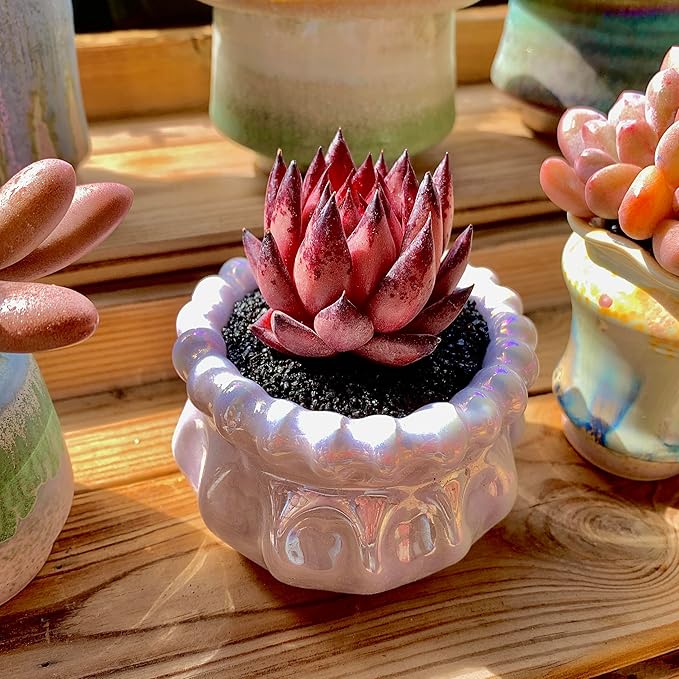 Echeveria Agavoides Romeo Rare Live Succulent Plants, Red 1 Head 2.7" Live Plant, Bare root without Pot Soil, Garden Indoor Office Desk, Wedding Party Baby Shower Decoration, Friend Plant Lovers Gifts