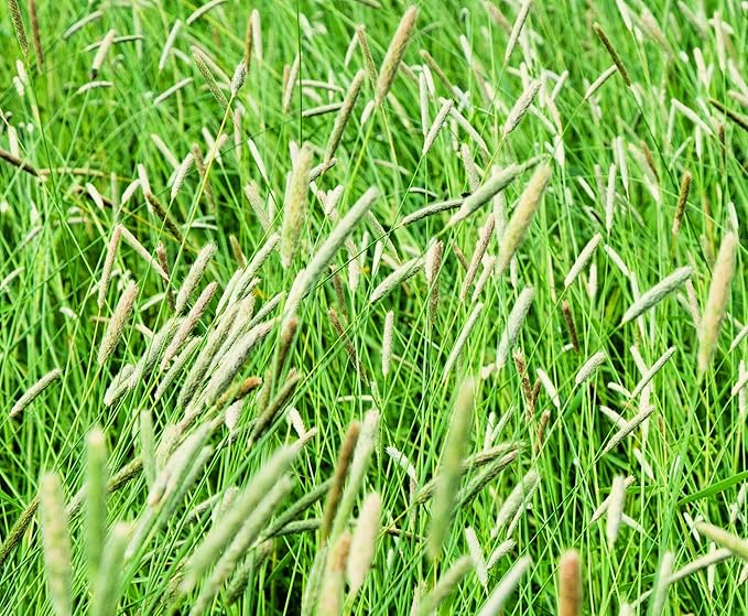 Climax Timothy Grass Seeds for Planting - Cover Crop, Hay Grass, Deer, Wildlife Food Plot Seed (2 Pounds)