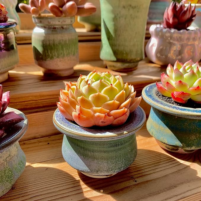 Echeveria Onslow Rare Live Succulent Plants, Orange 1 Head 2.5" Live Plant, Package Without Pot & Soil, Garden Indoor Office Desk, Wedding Party Baby Shower Decoration, Friend Plant Lovers Gifts