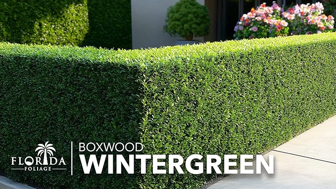 Wintergreen Boxwood | 1 Large Gallon Size Plant | Buxus Microphylla | Evergreen Shrub, Dense Foliage, Formal Garden, Low Maintenance, Privacy Hedge, Year-Round Interest, Landscaping Shrub