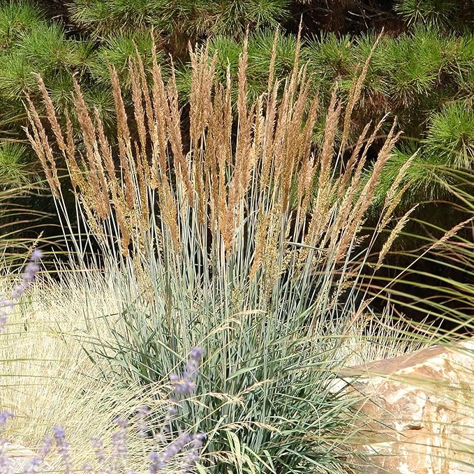 Outsidepride Indian Native Grass Seed - 1 lb. Perennial, Low Maintenance, Drought-Tolerant Prairie Grass Seed for Wildlife Habitat, Livestock Forage, Ornamental Landscaping & Erosion Control