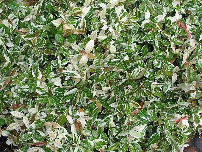 Variegated Asiatic Jasmine | 5 Live 4 Inch Plants | Trachelospermum Asiaticum | Fast Growing Ground Cover, Evergreen Foliage, Low Maintenance Vine, Landscaping Shrub, Drought Tolerant Plant