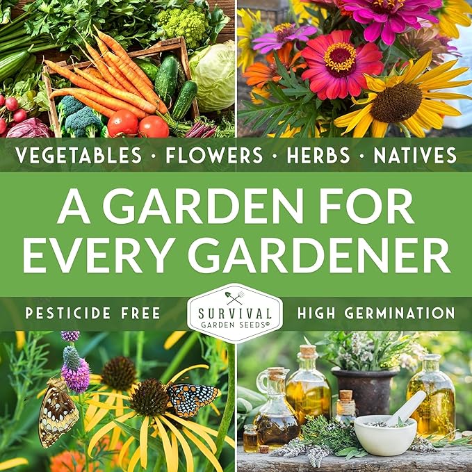 Bergamot Herb (Bee Balm) Seed for Planting - 2 Packets with Instructions to Grow Monarda Fistulosa Wildflowers in Your Home Vegetable Garden - Non-GMO Heirloom Variety - Survival Garden Seeds