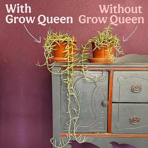 All-In-One Organic Succulent Fertilizer, Cactus Fertilizer, Succulent Plant Food, Bonsai & Cactus Food, 3 lb bag = 75 Single Servings, Fast & Slow Release feeds up to 300 plants for 8months