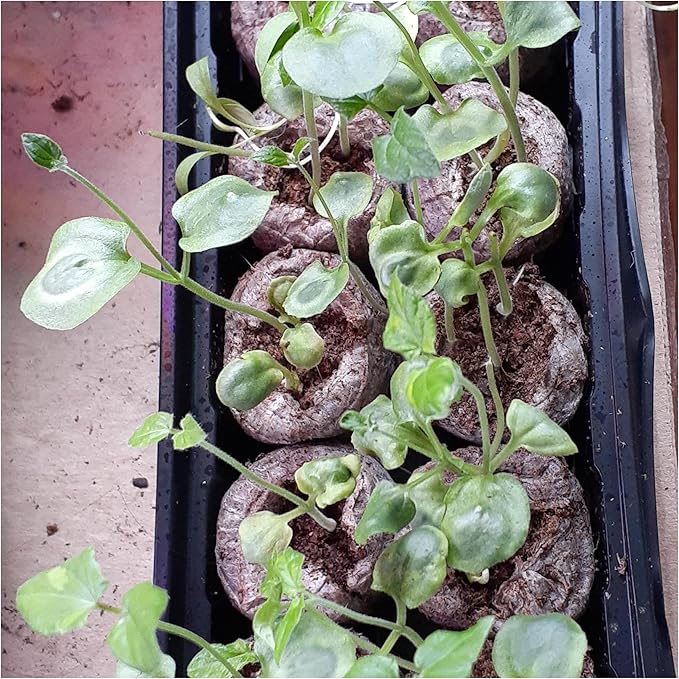 Seed Needs, Black-Eyed Susan Vine Seeds - 100 Heirloom Seeds for Planting Thunbergia alata - Annual Vining Flowers to Cover a Fence or Trellis (5 Packs)