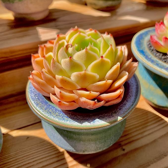 Echeveria Onslow Rare Live Succulent Plants, Orange 1 Head 2.5" Live Plant, Package Without Pot & Soil, Garden Indoor Office Desk, Wedding Party Baby Shower Decoration, Friend Plant Lovers Gifts