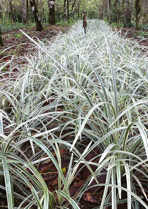 Aztec Grass - 40 Live Plants - Variegated Liriope - Ophiopogon Intermedius Argenteomarginatus